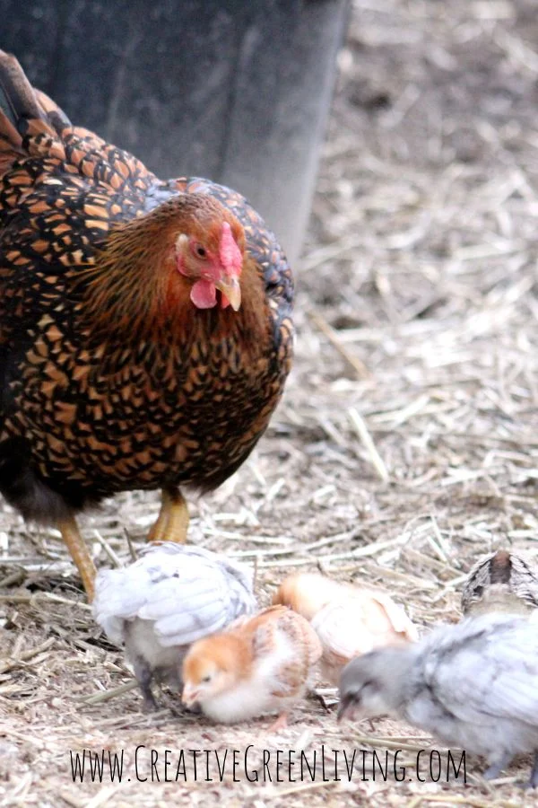What should I name my chicken? Try one of these 300 name ideas from chicken keeping book author Carissa Burk Gold laced wyandotte hen with baby chickens - excerpt from the bestselling book: Proven Techniques for Keeping Healthy Chickens by Carissa Bonham